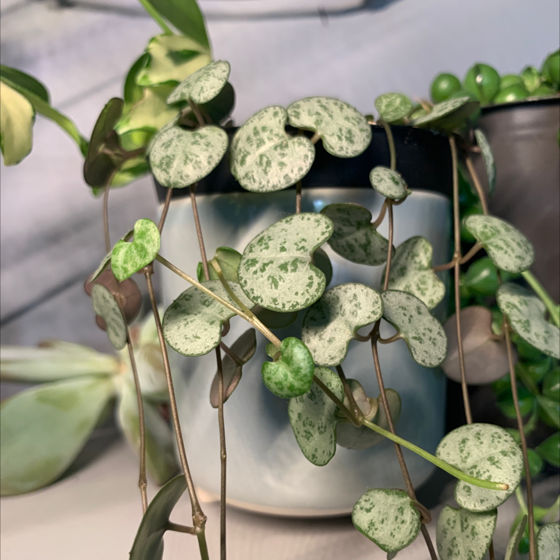 Photo of the plant species String of Hearts by @Cocorose named Einstein on Greg, the plant care app