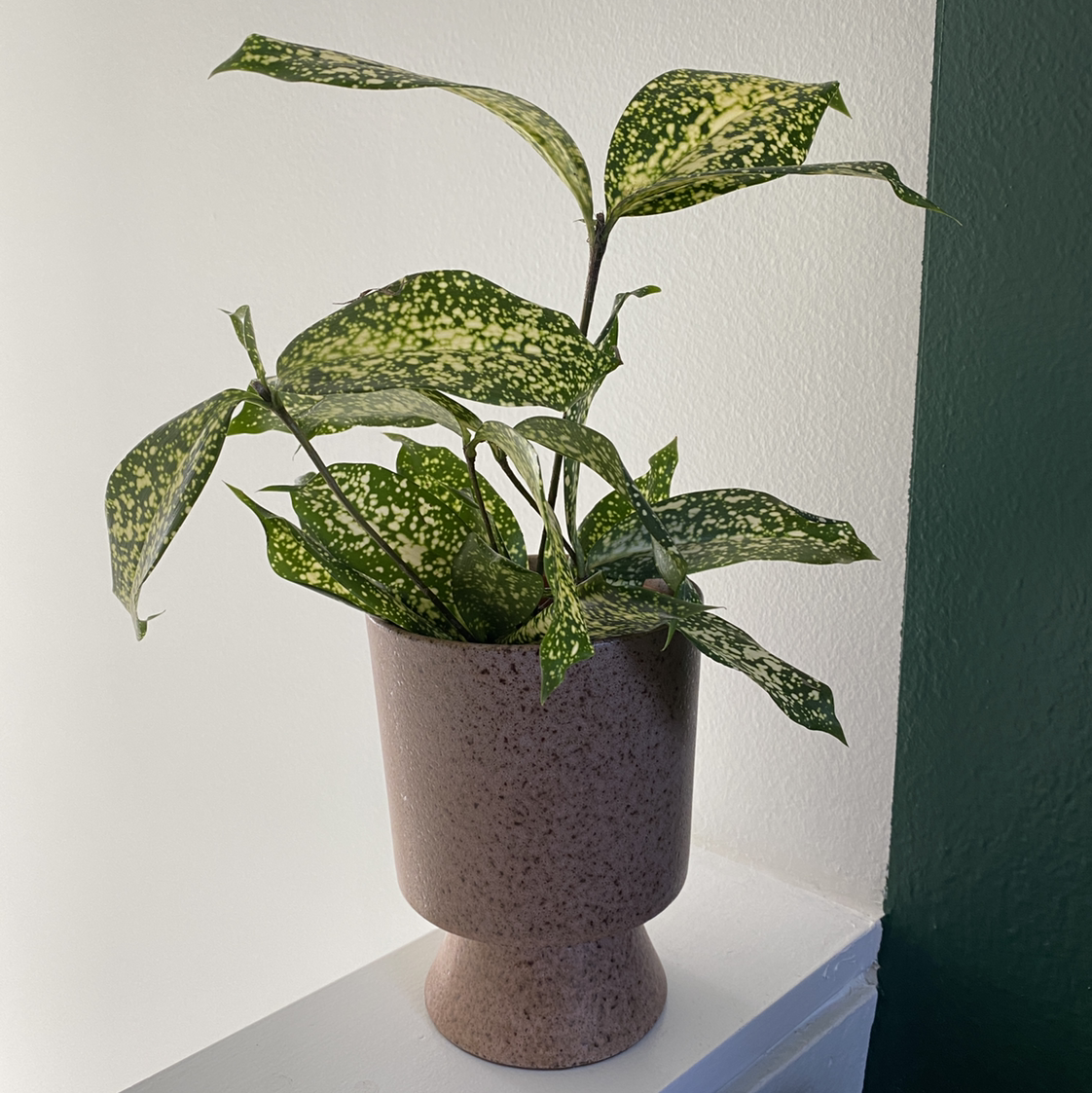 Dracaena 'Florida Beauty' plant in a pot with vibrant green leaves and yellow speckles.