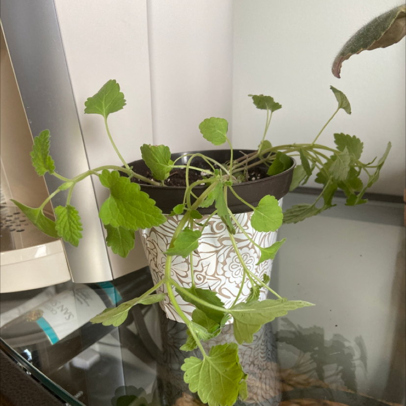 Potted Catnip plant with green leaves, placed on a glass surface indoors.
