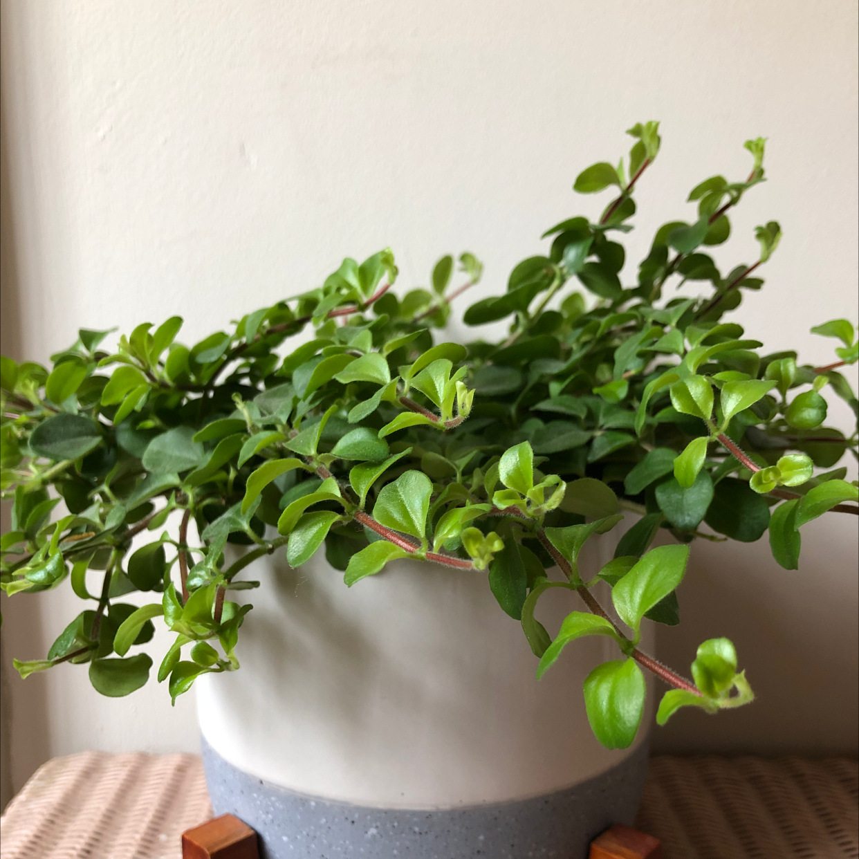 Trailing Jade plant in a white and gray pot with vibrant green leaves.