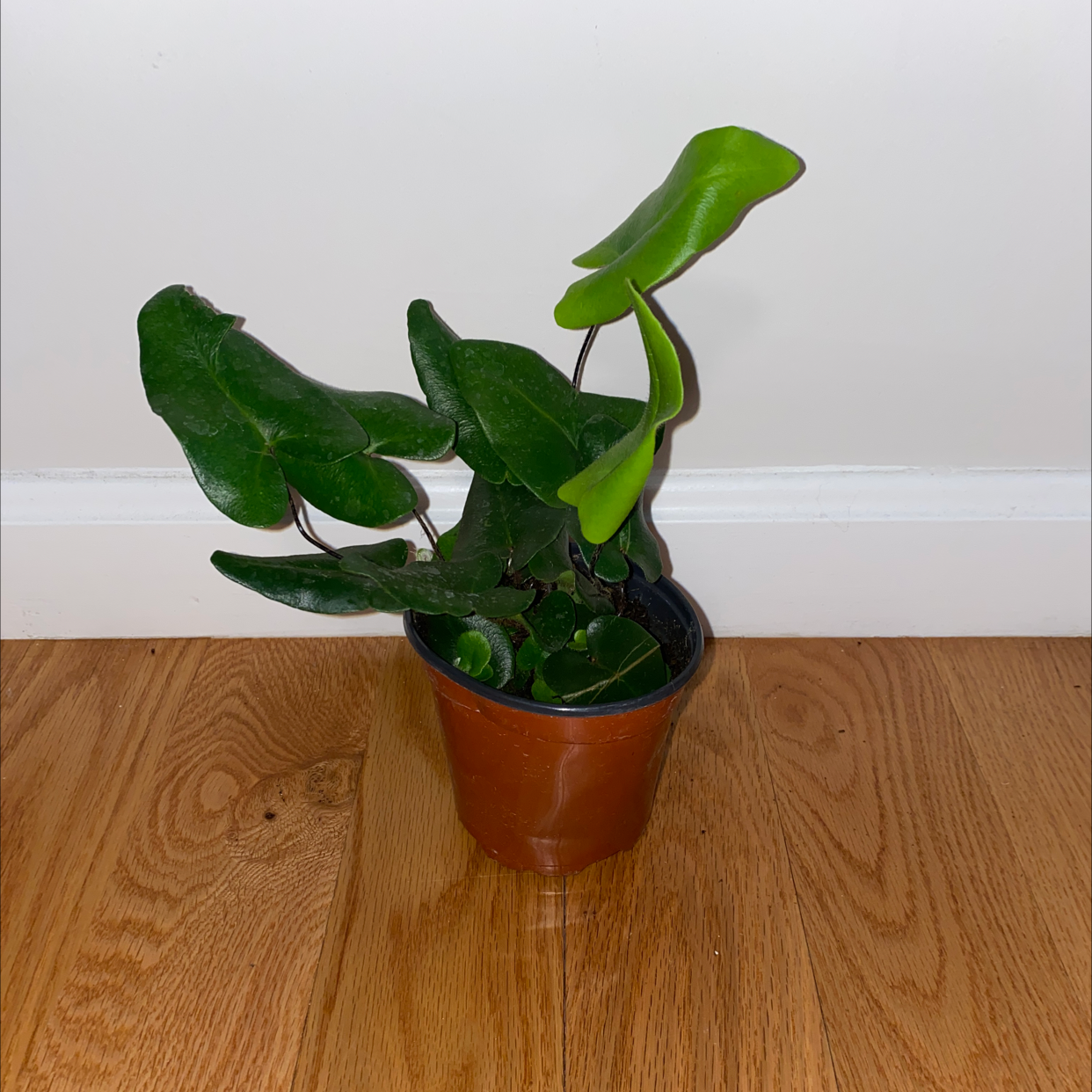 Heart Fern in a small pot on a wooden floor, appearing healthy with vibrant green leaves.