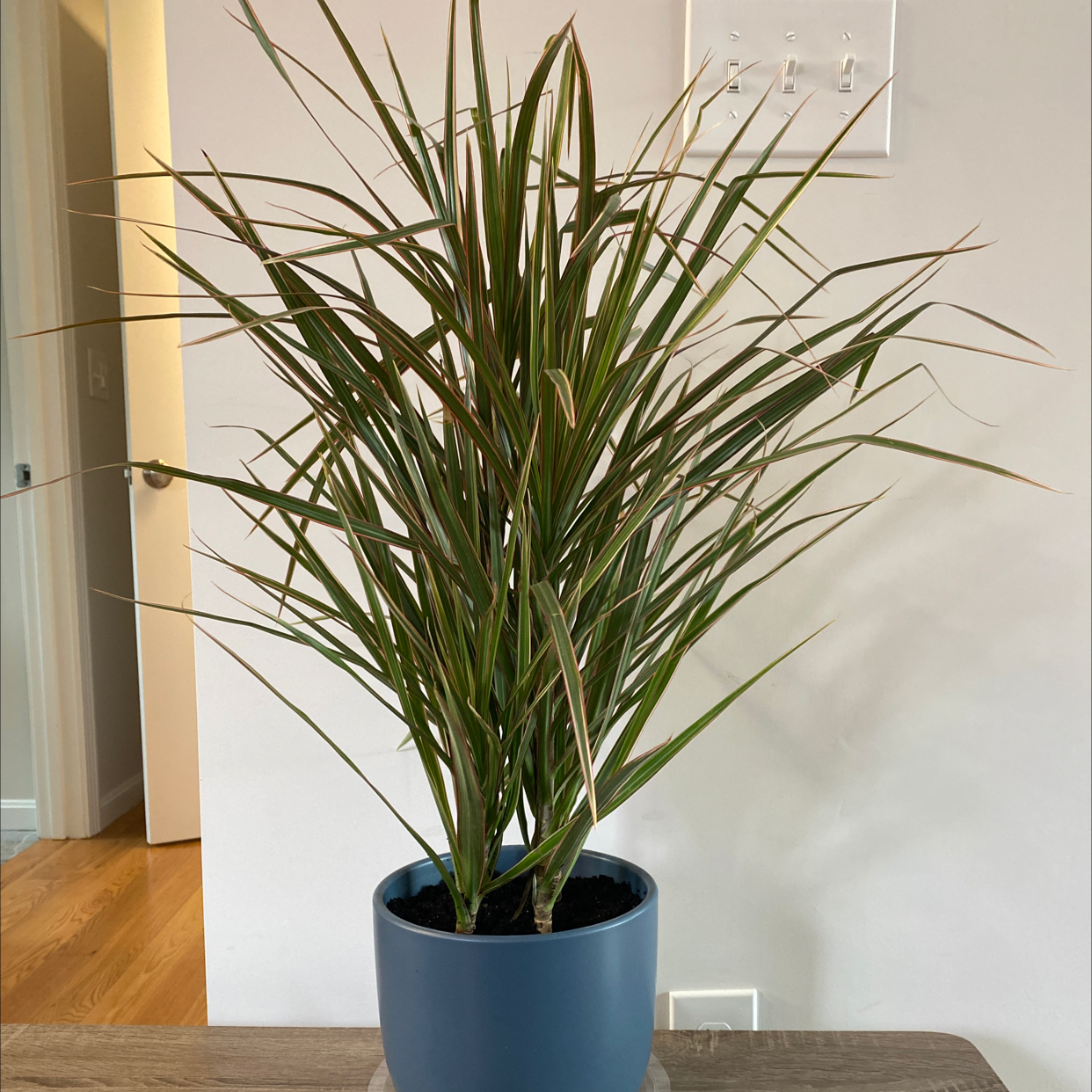 Magenta Dragon Tree in a blue pot with long, narrow leaves.