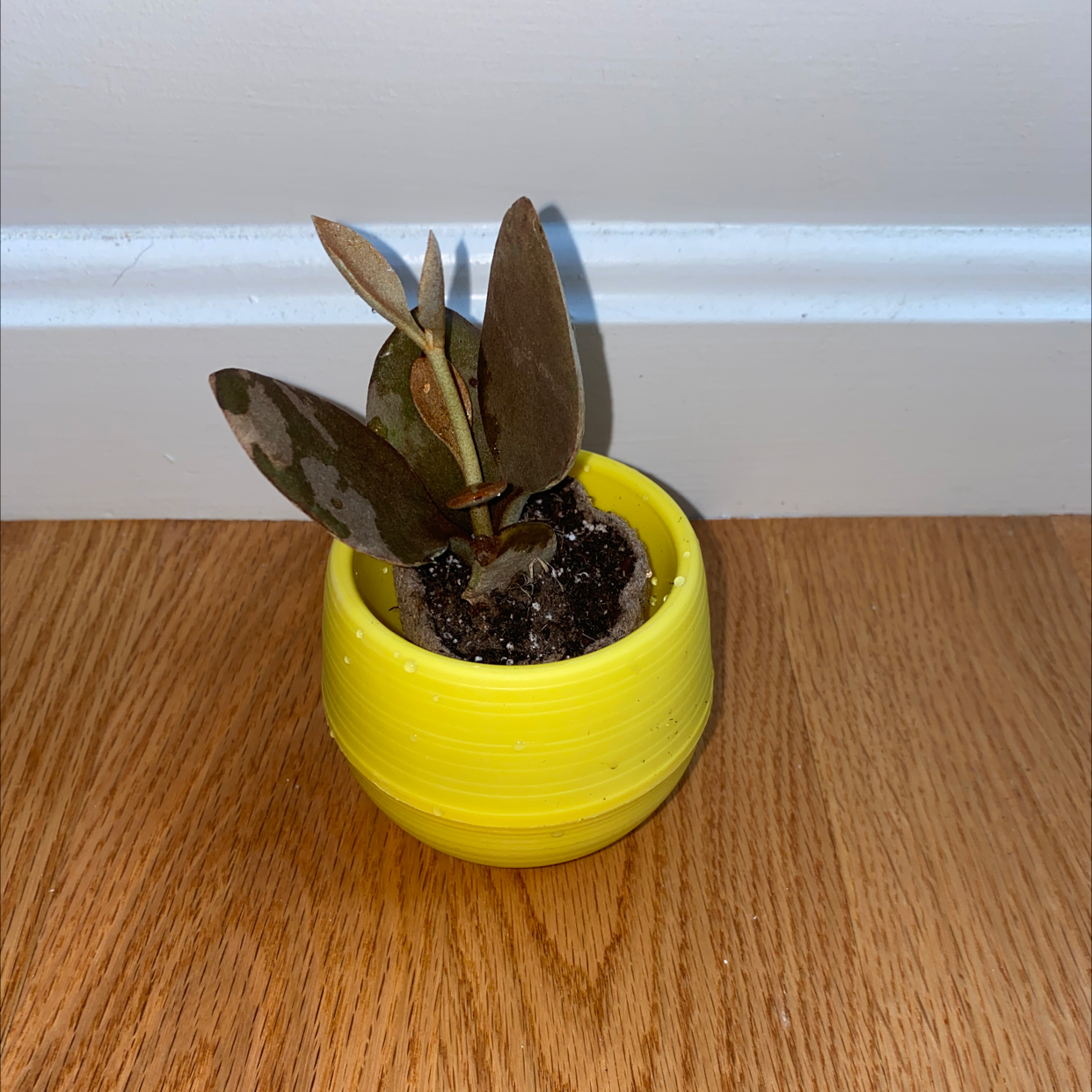 Copper Spoons plant in a yellow pot with some leaves showing dark spots.