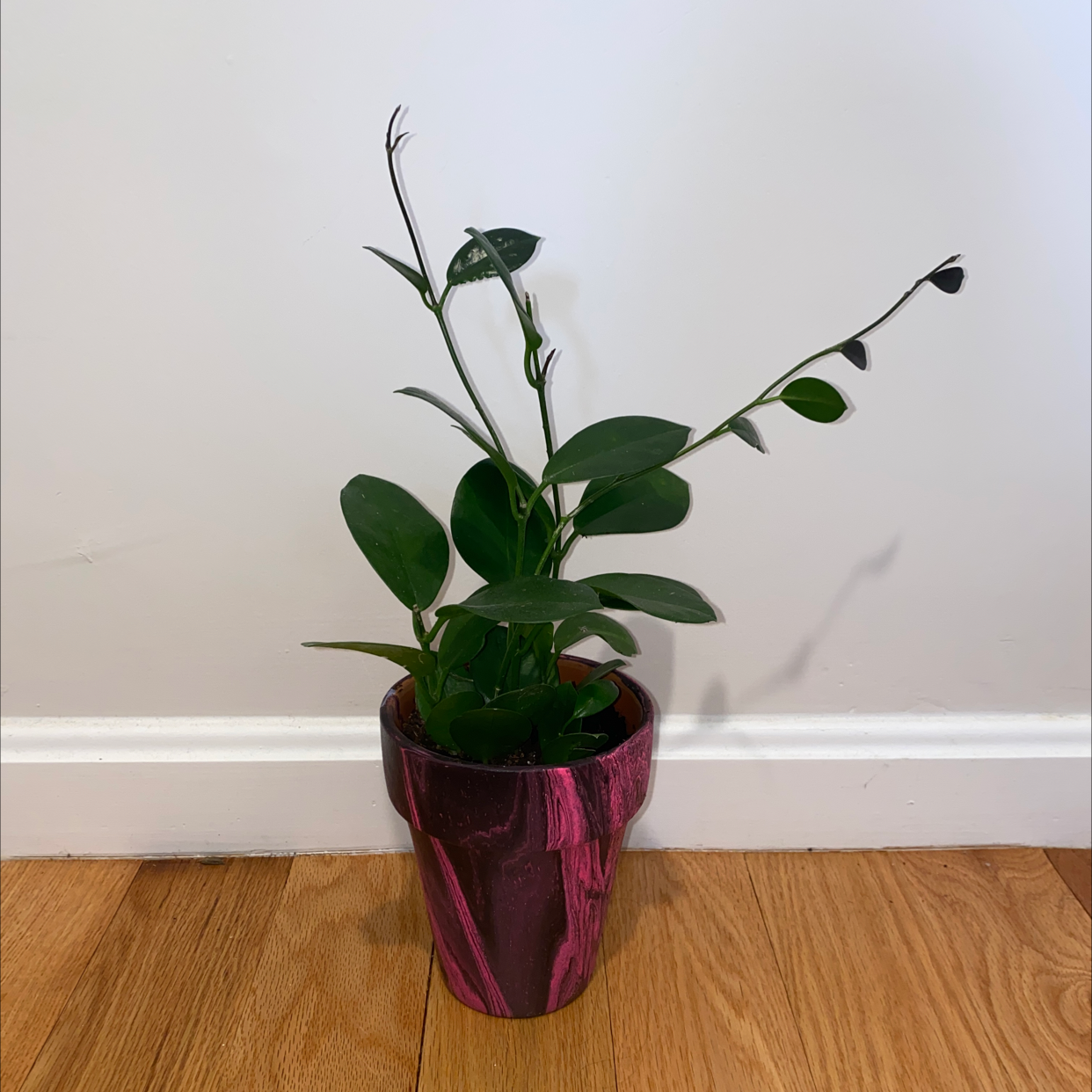 Waxvine plant in a decorative pot on a wooden floor against a plain wall.