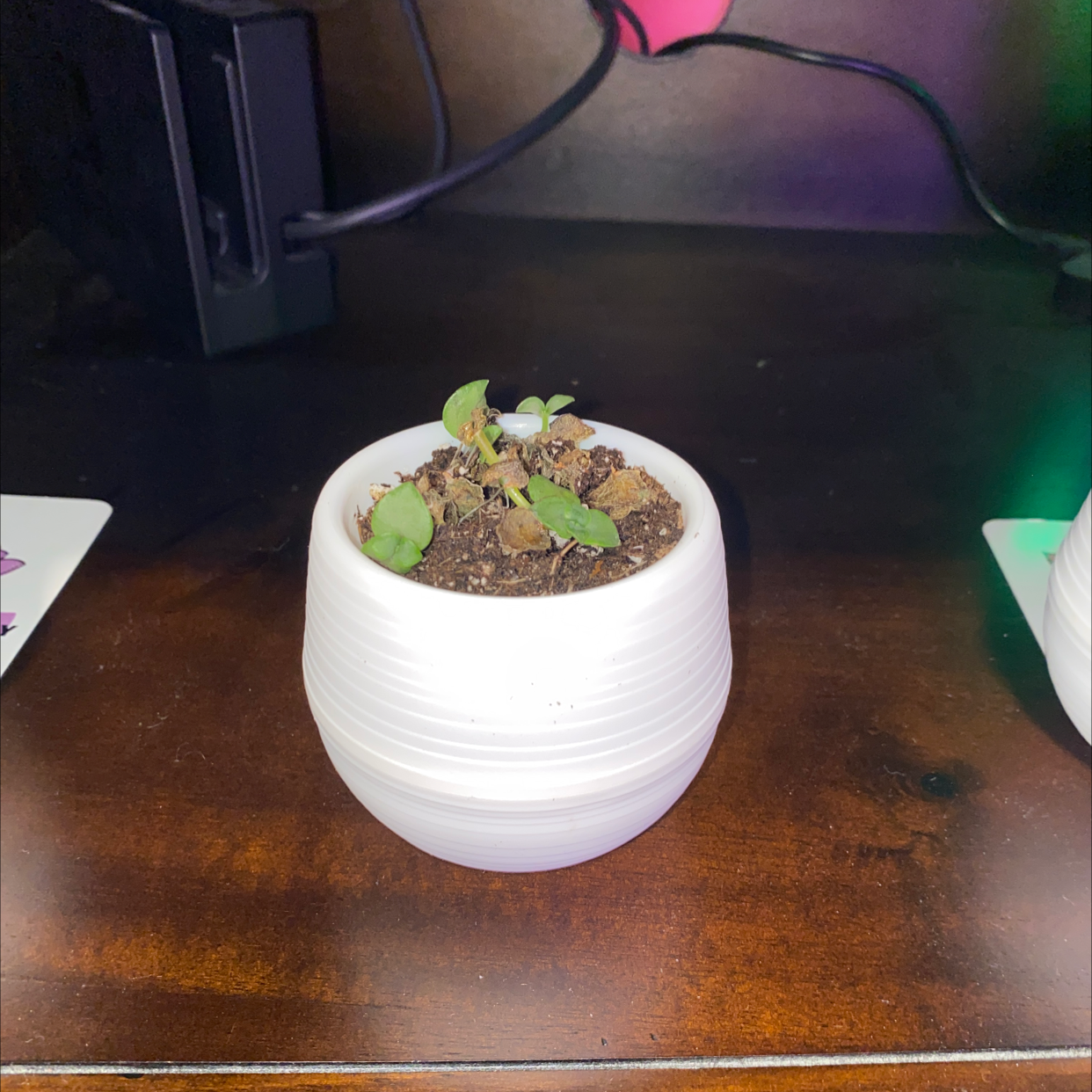 Photo of the plant species Mini Kitty Crassula by @StephanieW01 named Cali on Greg, the plant care app