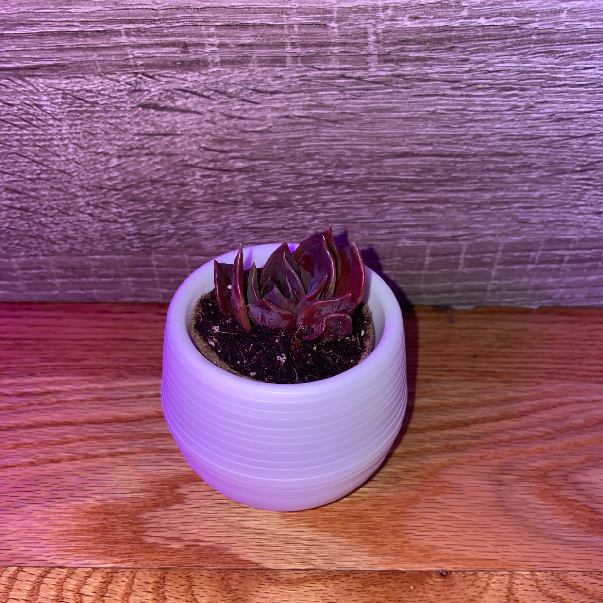 Small Echeveria 'Black Prince' succulent in a white pot with visible soil.