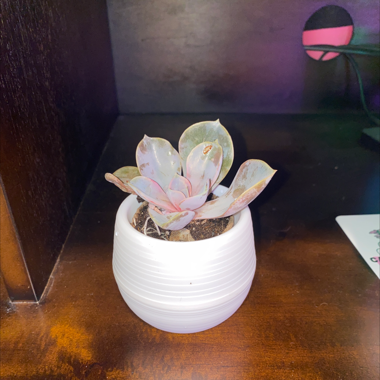 Echeveria 'Perle von Nurnberg' succulent in a white pot on a wooden surface.