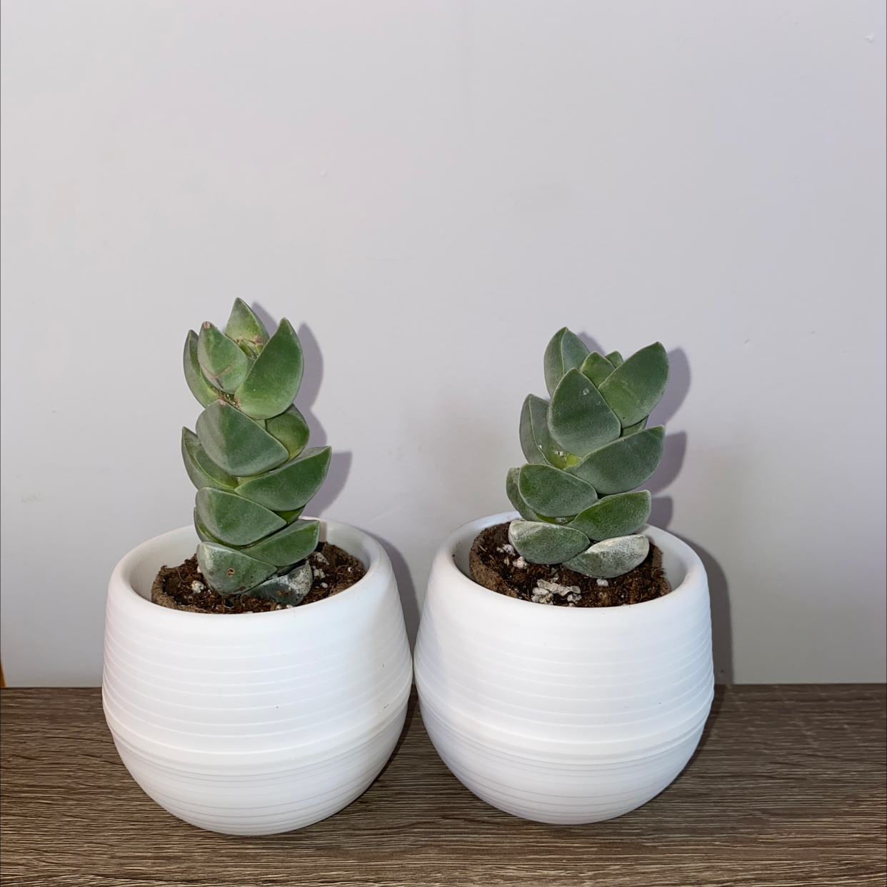 Two Crassula 'Moonglow' plants in white pots on a wooden surface.