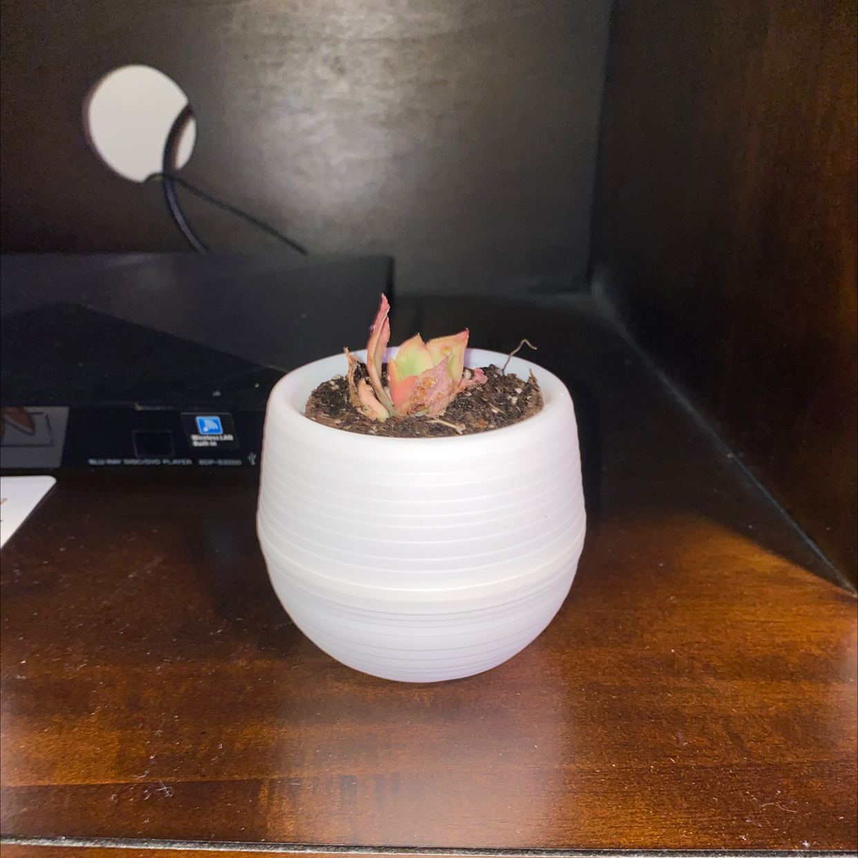 Aeonium 'Kiwi' plant in a white pot with visible yellowing and browning leaves.