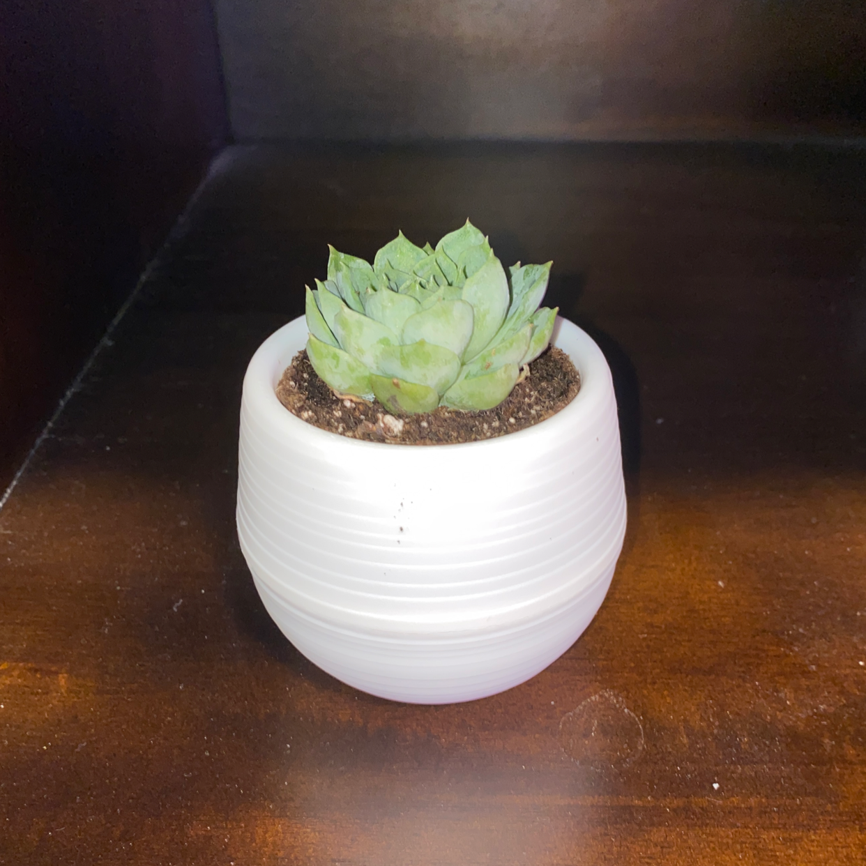 Echeveria 'Lime n' Chile' succulent in a white pot with visible soil, well-framed and in focus.