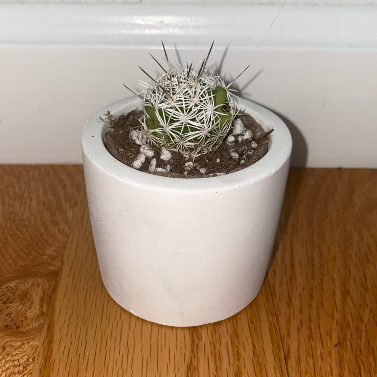Thimble Cactus in a white pot on a wooden surface.