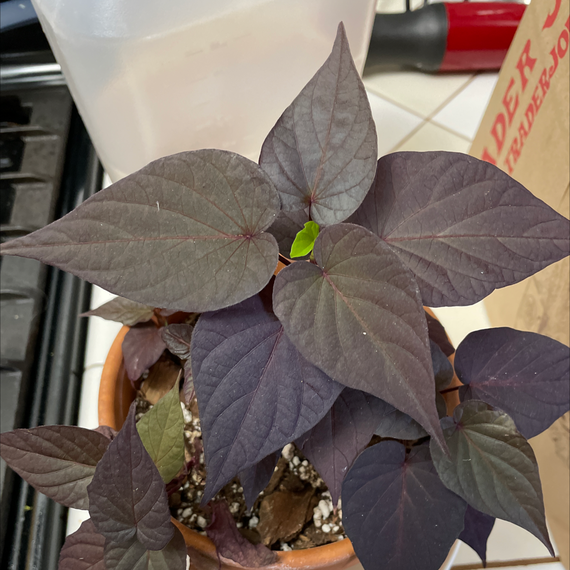 Healthy Sweet Potato Vine plant with large, purplish-gray heart-shaped leaves in a terra cotta pot on a kitchen counter.