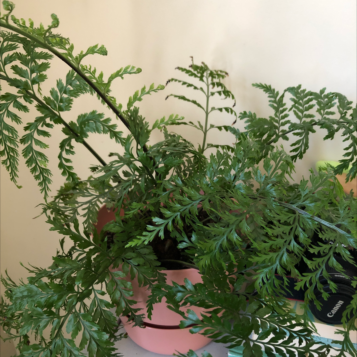 Hen and Chicken Fern in a pink pot with vibrant green fronds.
