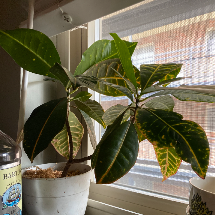 Propagating My Croton 'petra' Stepbystep Guide
