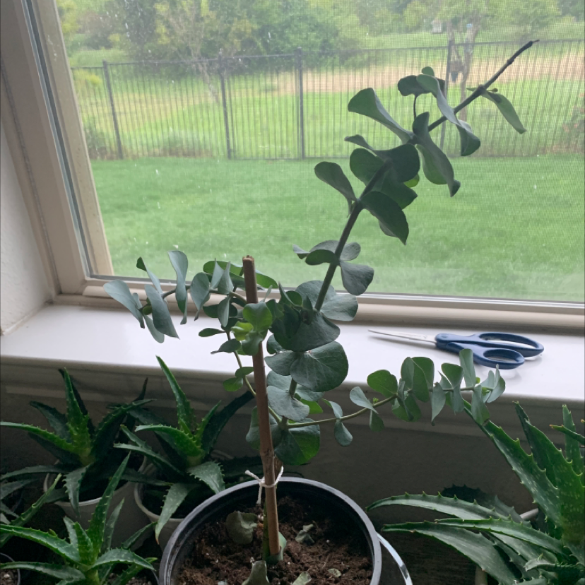 Healthy young Silver Dollar Tree plant with round silvery leaves in a pot on a window sill with pruning shears beside it.