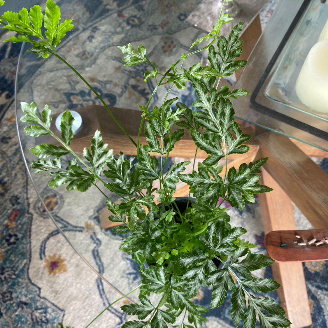 Healthy Brake Fern with vibrant green foliage, well-framed and centered.