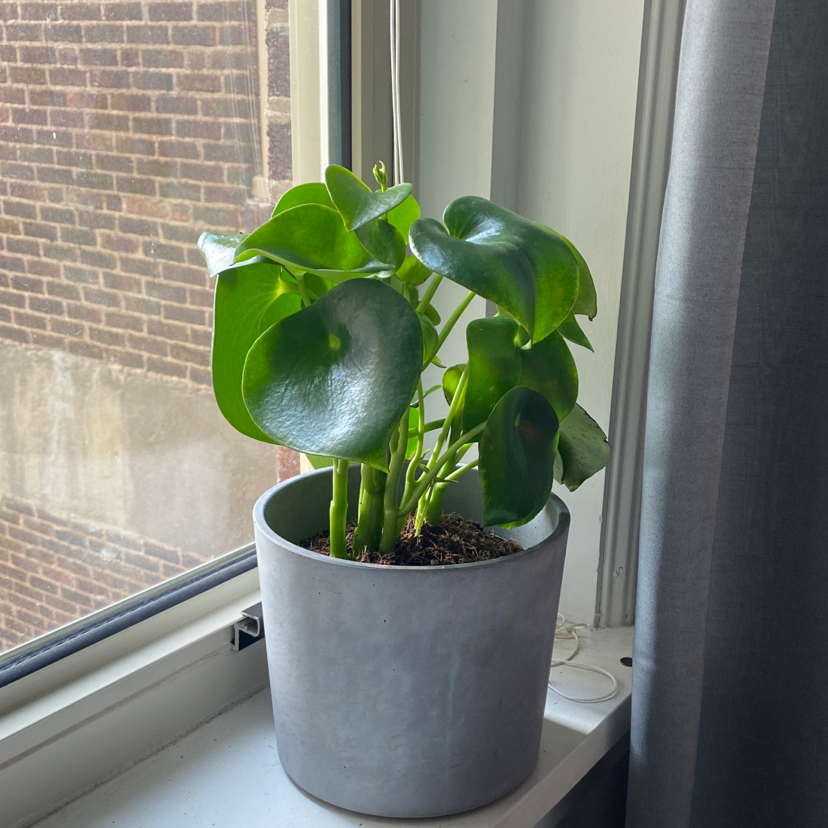 Raindrop Peperomia plant photo by Mercy named Peepee on Greg, the plant care app.