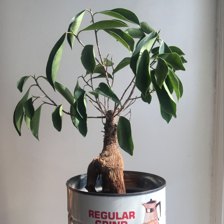 Healthy Ficus Ginseng bonsai plant with thick gnarled trunk and green leaves in a metal pot labeled 'Regular' against white background.