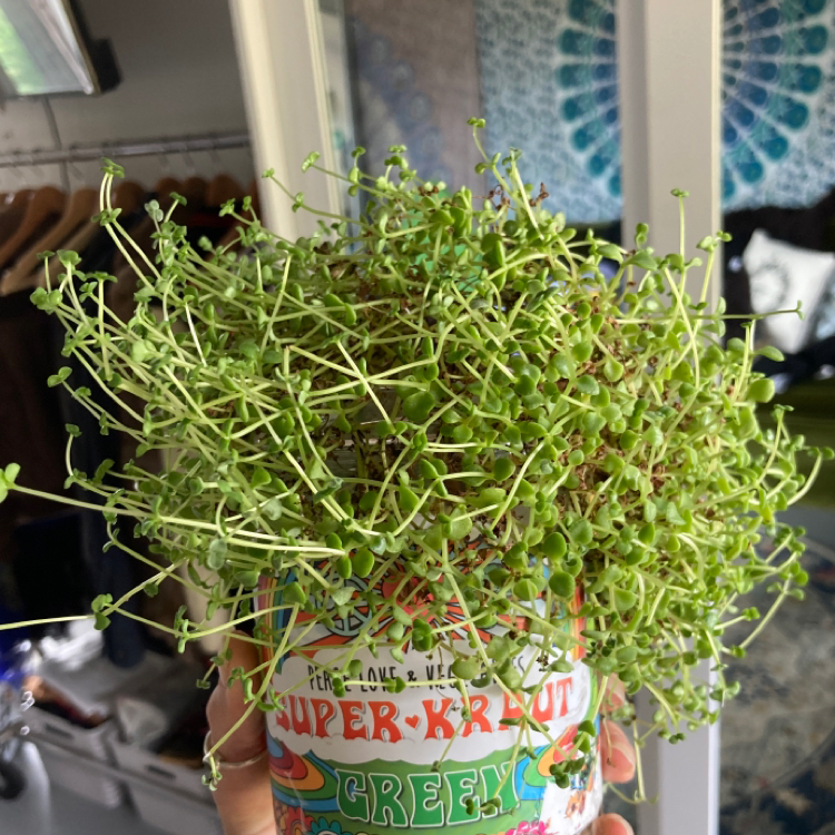 Common Chickweed plant in a colorful container, held by a hand.