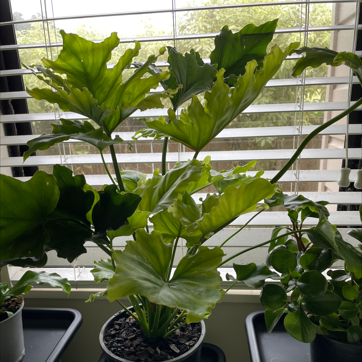 Philodendron 'Hope Selloum' plant indoors near a window, healthy green leaves, visible soil.