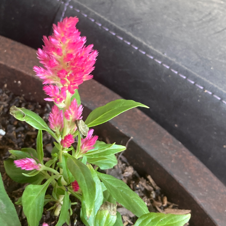 Healthy pink cockscomb plant with vibrant crested flower spikes growing in a small planter with visible soil at the base.