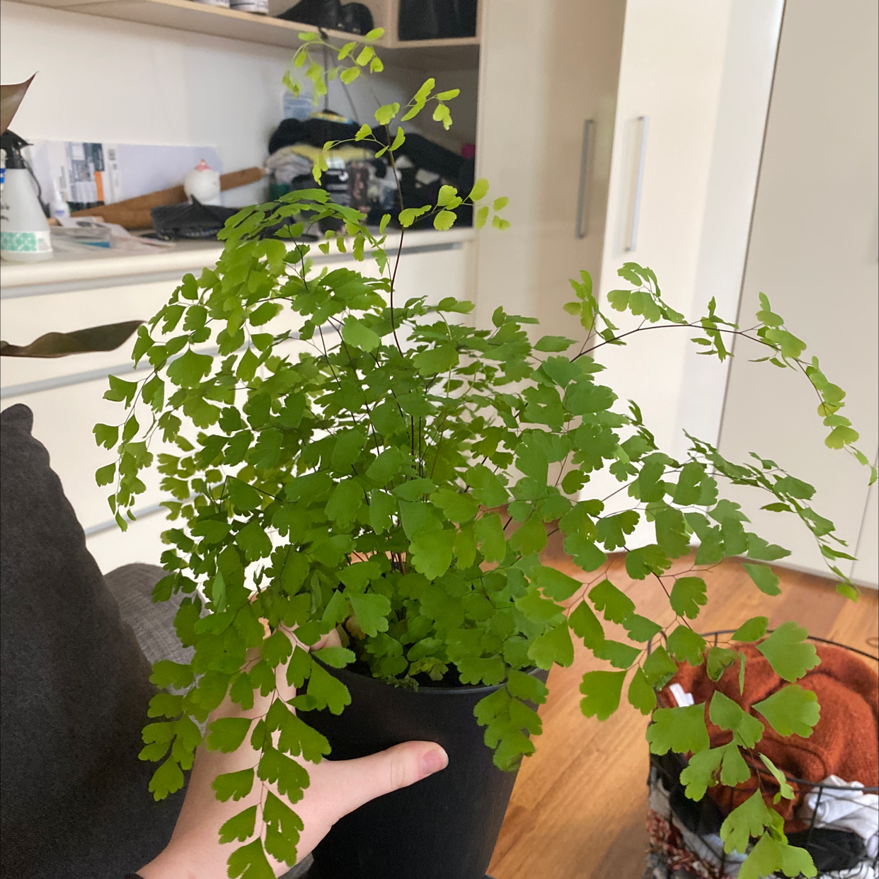 Pacific Maidenhair Fern in a black pot, held by a hand, with vibrant green leaves.