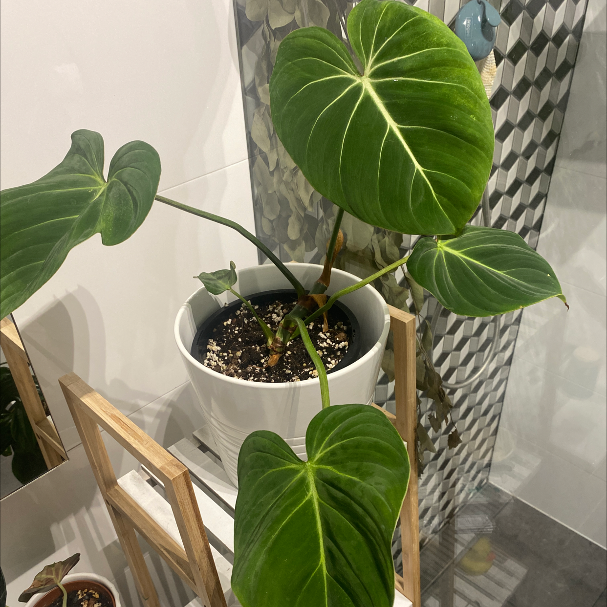 Philodendron gloriosum plant in a white pot with large, healthy, heart-shaped leaves.