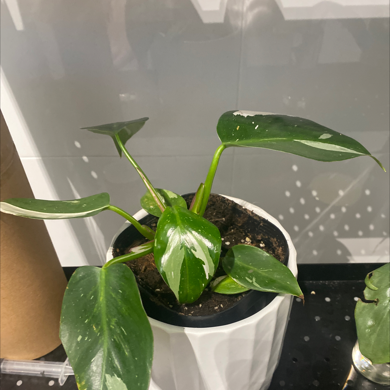 Philodendron 'White Princess' plant in a white pot with green leaves and white variegation.