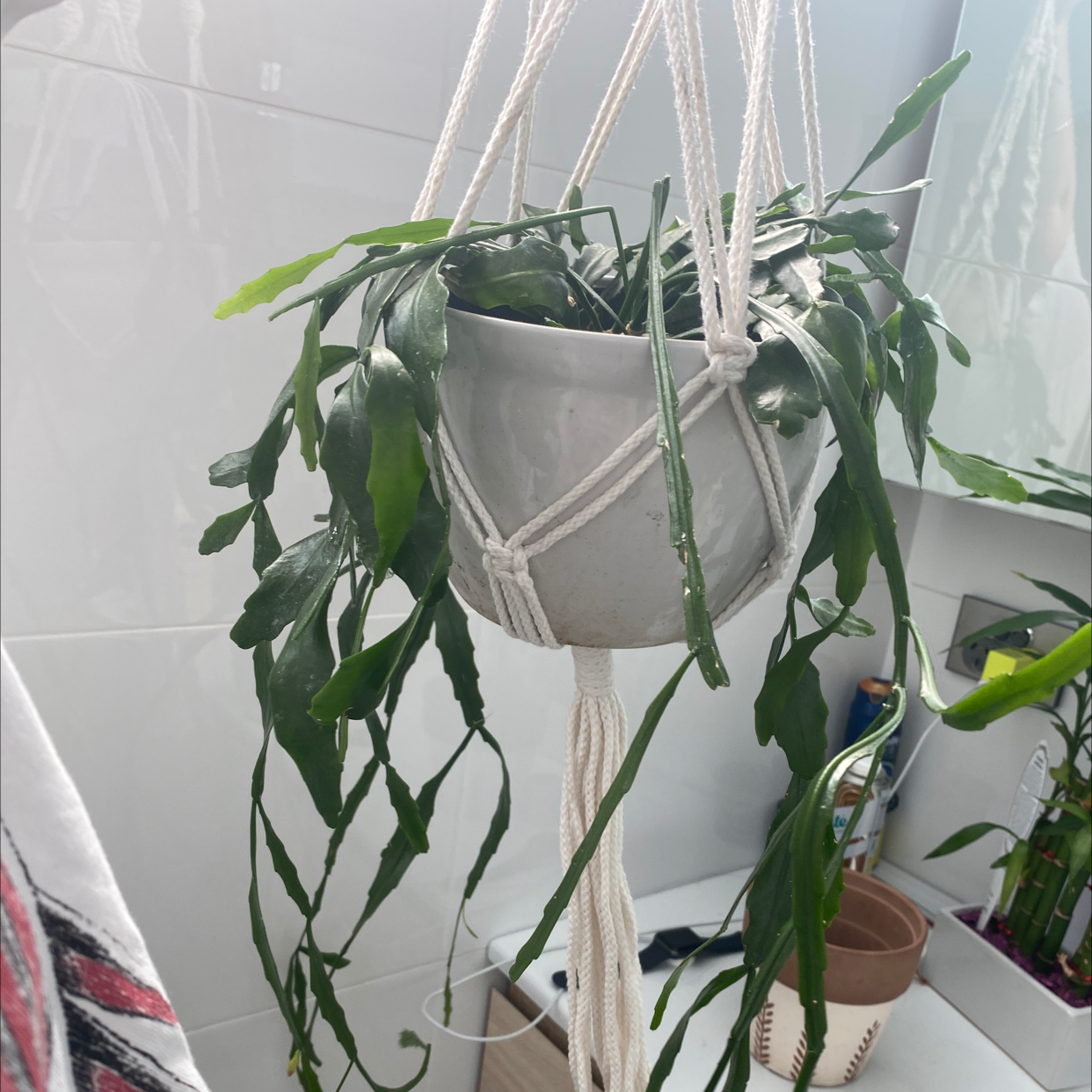 Rhipsalis paradoxa plant photo by @Alyssablindsay named Lenord on Greg, the plant care app.