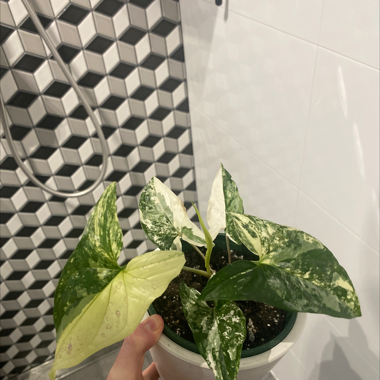 Variegated Arrowhead Vine in a pot with variegated leaves, some yellowing visible.
