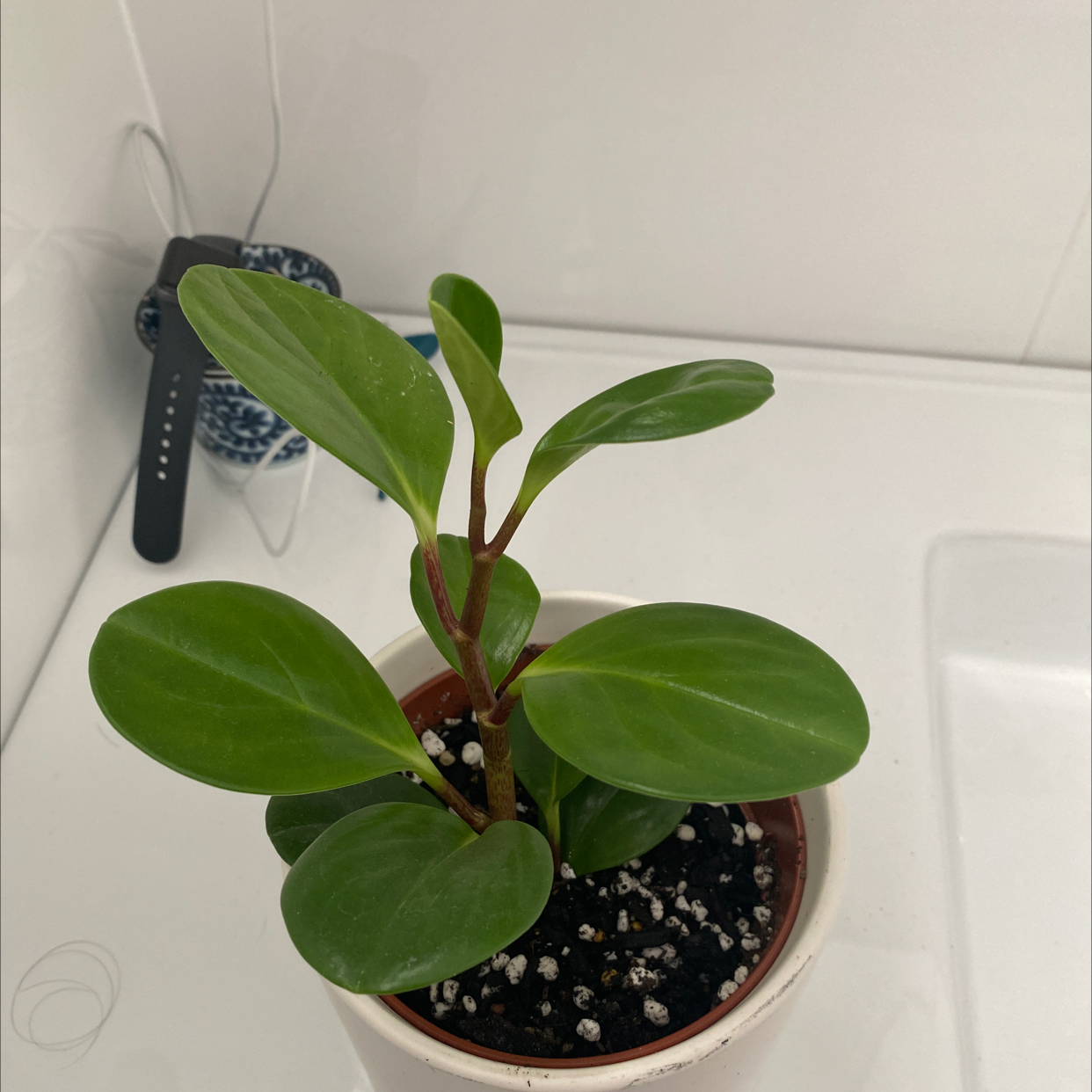 Baby Rubber Plant plant photo by @Alyssablindsay named Mochi on Greg, the plant care app.