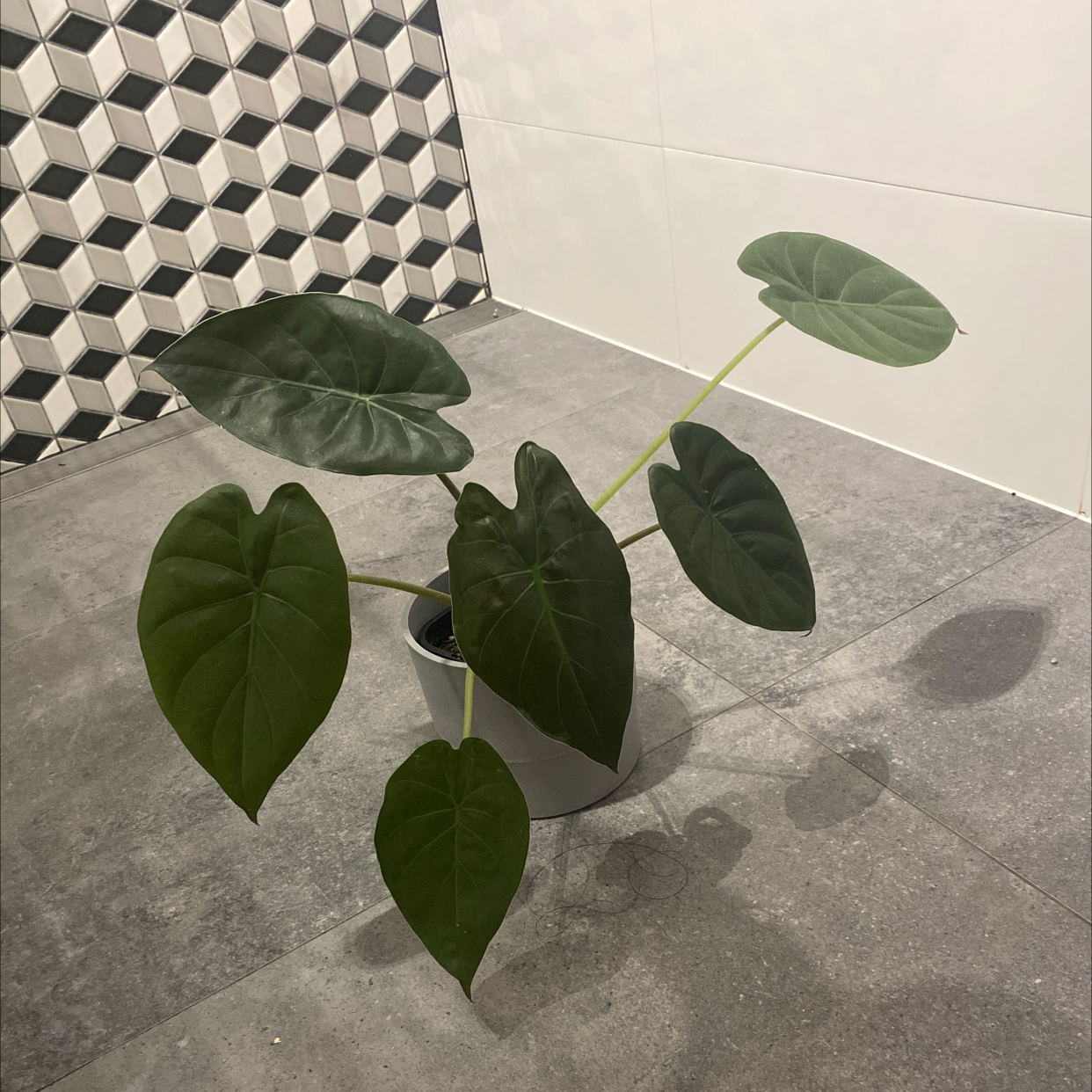 New Guinea Shield plant with large, healthy, heart-shaped leaves in a pot on a tiled floor.