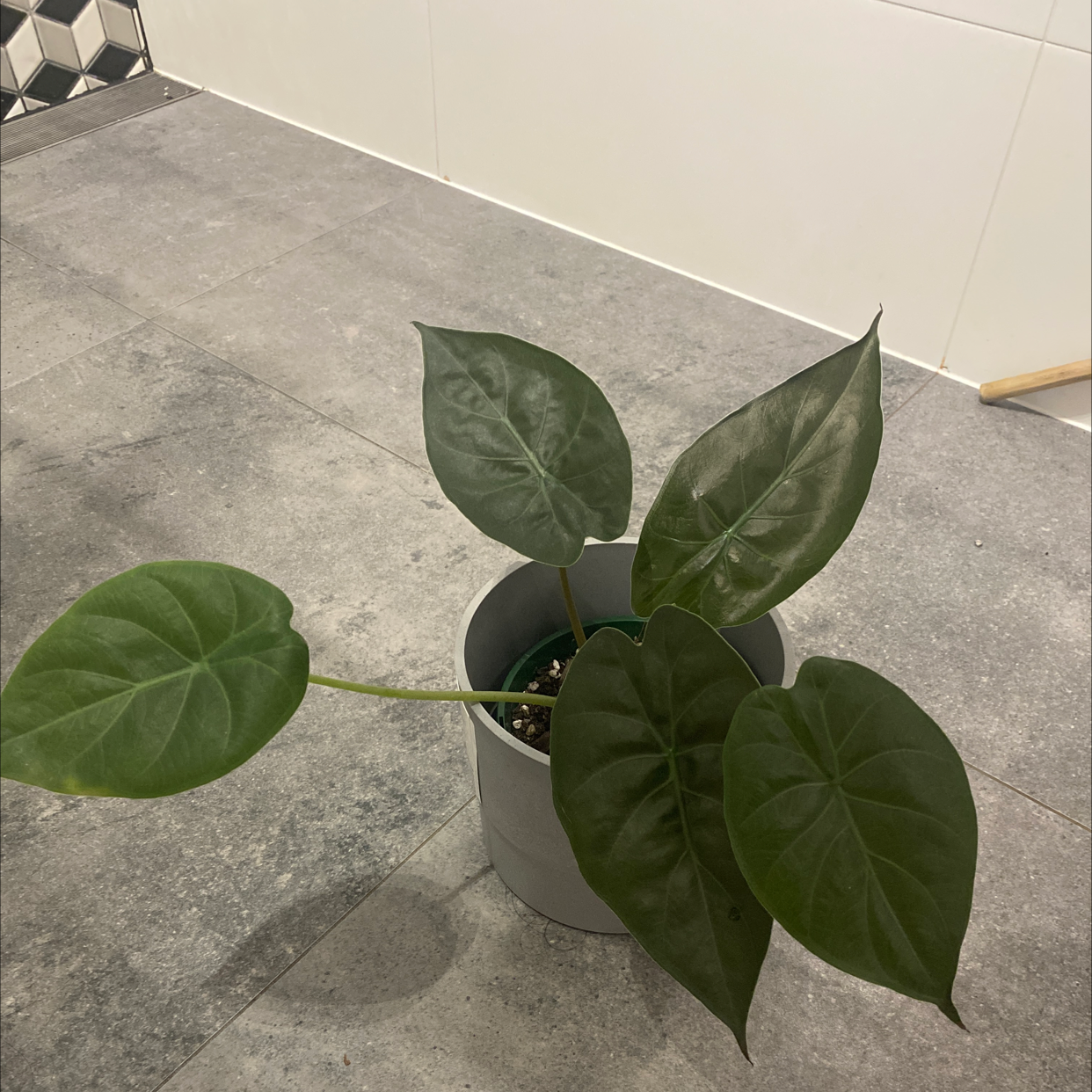 Potted New Guinea Shield plant with large, dark green leaves on a tiled floor.