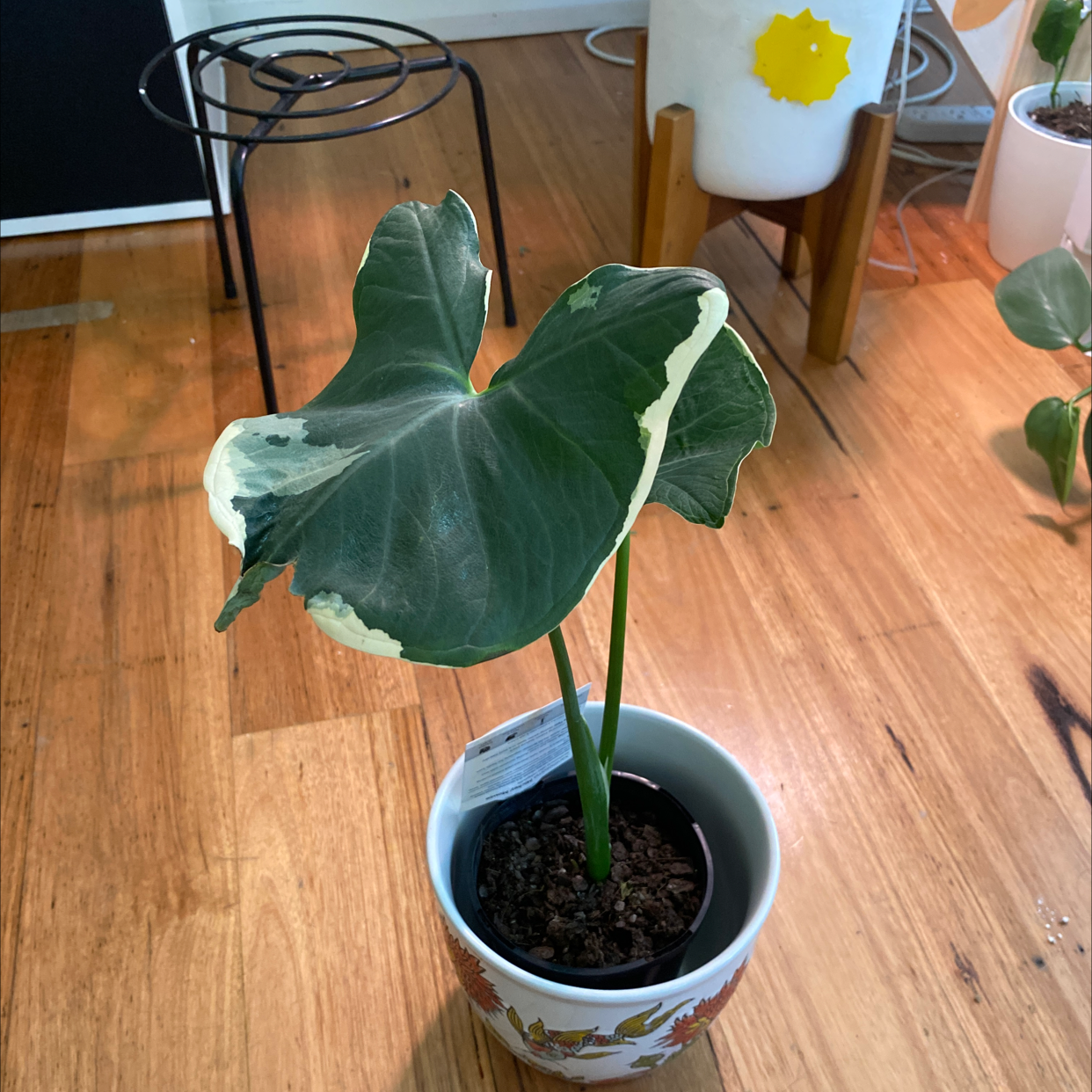 Potted Mickey Mouse Taro plant with variegated leaves indoors on a wooden floor.