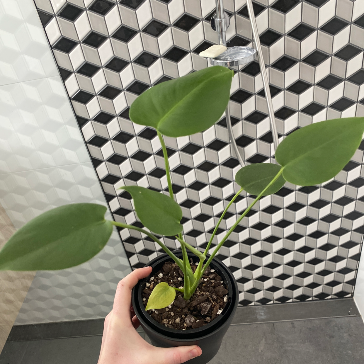 Potted Alocasia Green Shield plant with green leaves, visible soil, and a hand holding the pot.