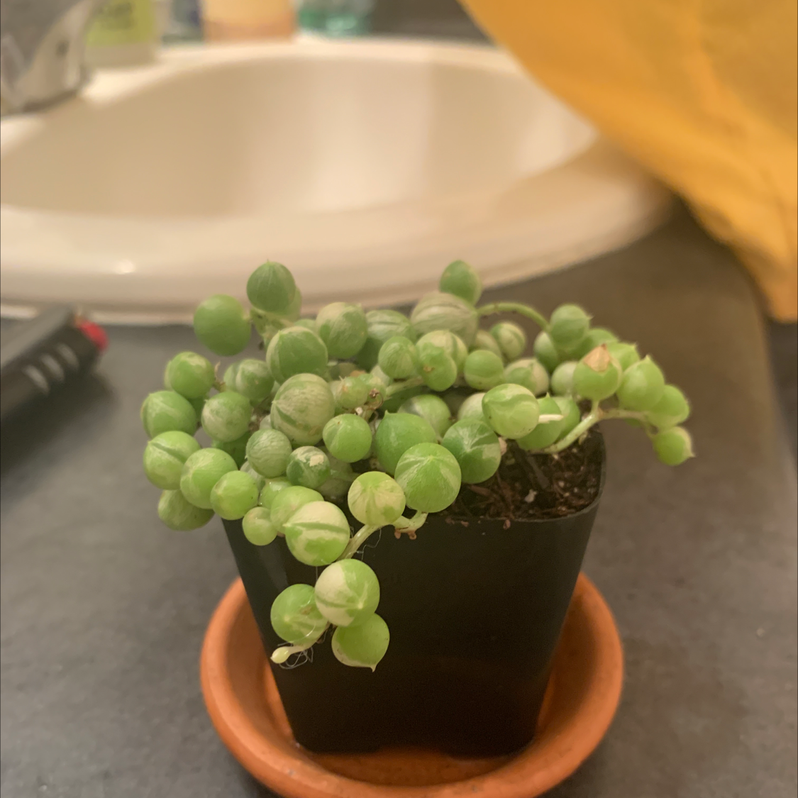 Variegated String of Pearls plant photo by @The_real_shamu named Wasabi on Greg, the plant care app.