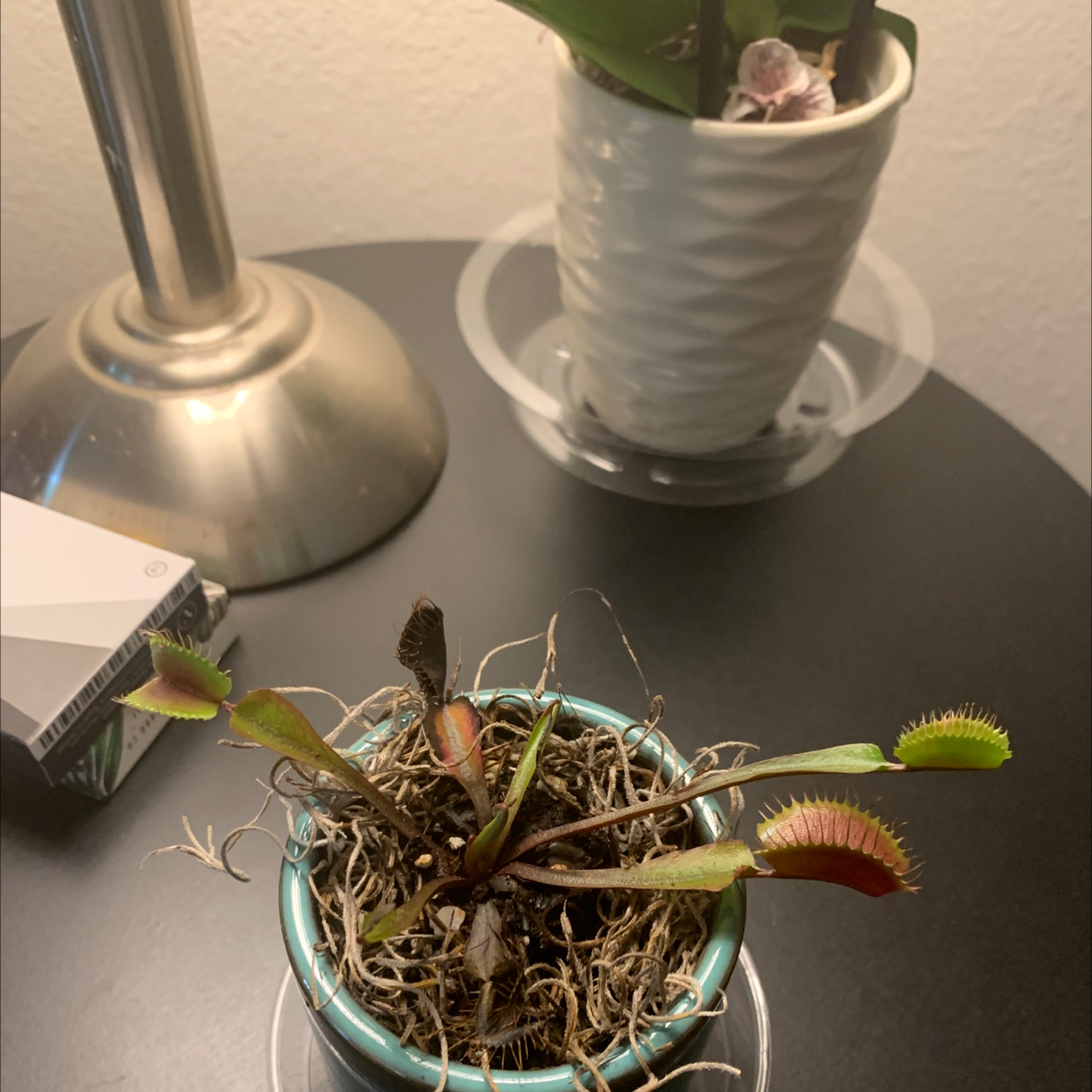 Red Piranha plant photo by @The_real_shamu named Carnivine on Greg, the plant care app.