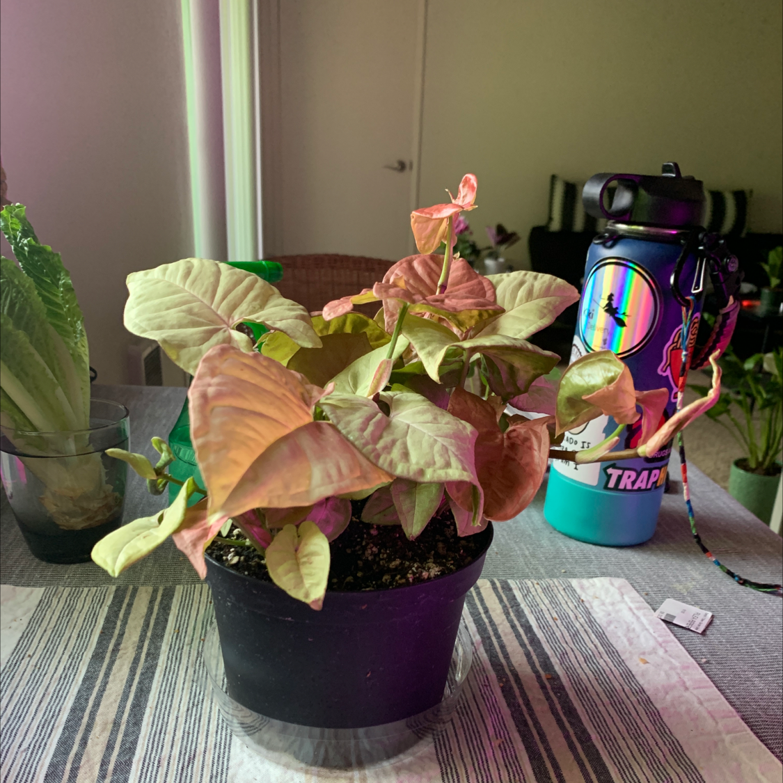 Regina Red Arrowhead Vine plant photo by @The_real_shamu named Regina on Greg, the plant care app.