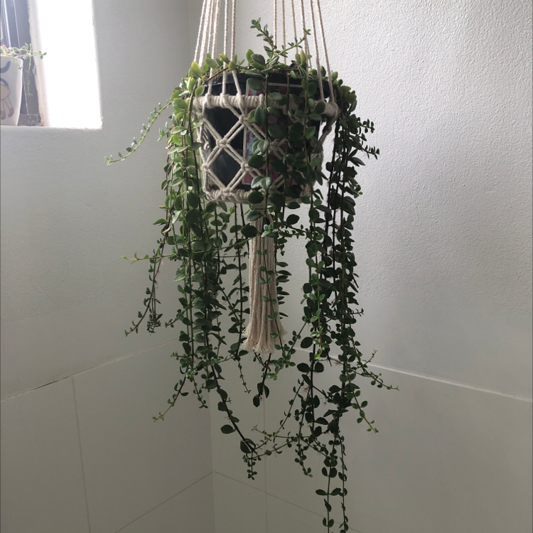 Hanging Lipstick Vine in a macrame holder with healthy green leaves.