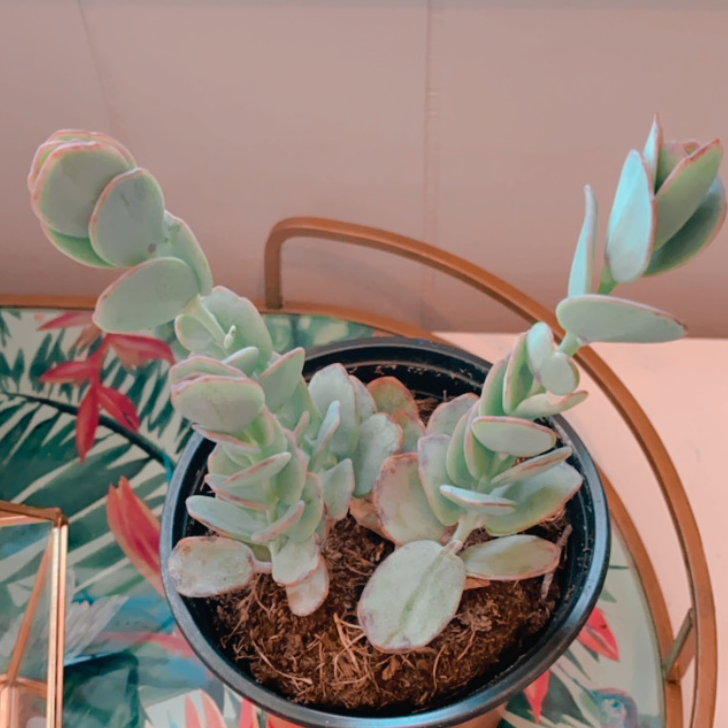 Photo of the plant species Marnier's Kalanchoe by @cherae named Cinderella on Greg, the plant care app