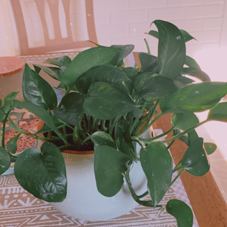 Taro Vine plant photo by @cherae named Skipper on Greg, the plant care app.