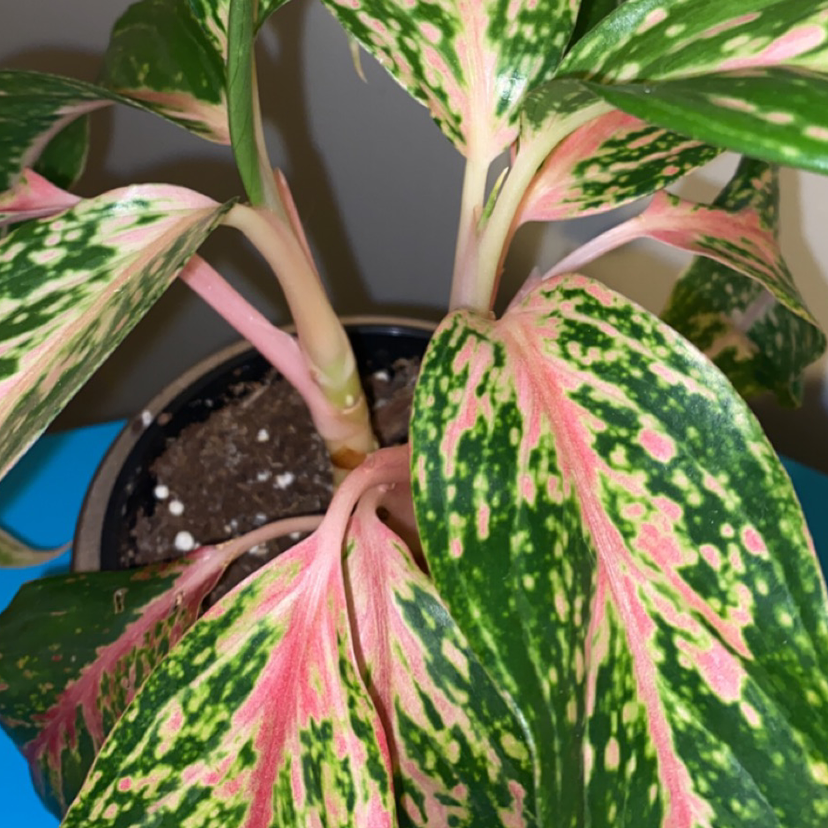 Chinese Evergreen plant photo by @cherae named Barbie on Greg, the plant care app.