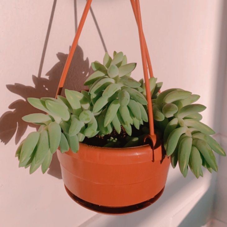 Sedeveria 'Harry Butterfield' plant in a hanging pot, healthy and green.