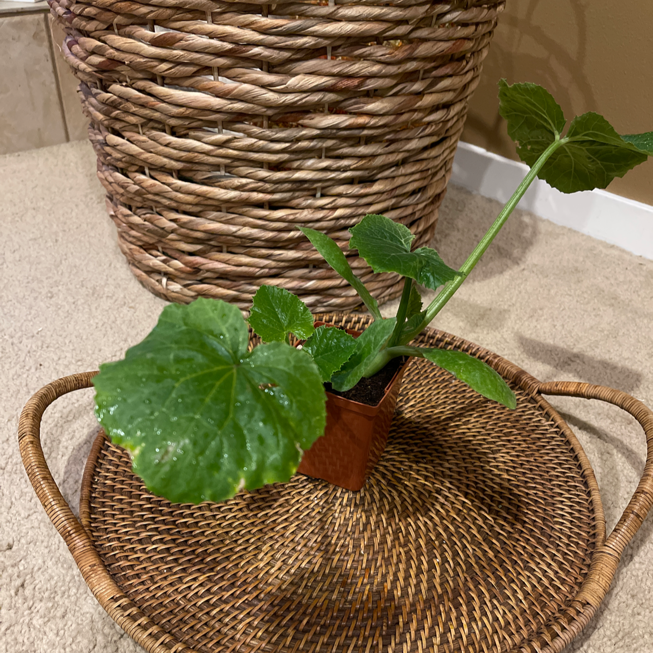 Photo of the plant species Summer Squash by @debra11 named Zucchini on Greg, the plant care app