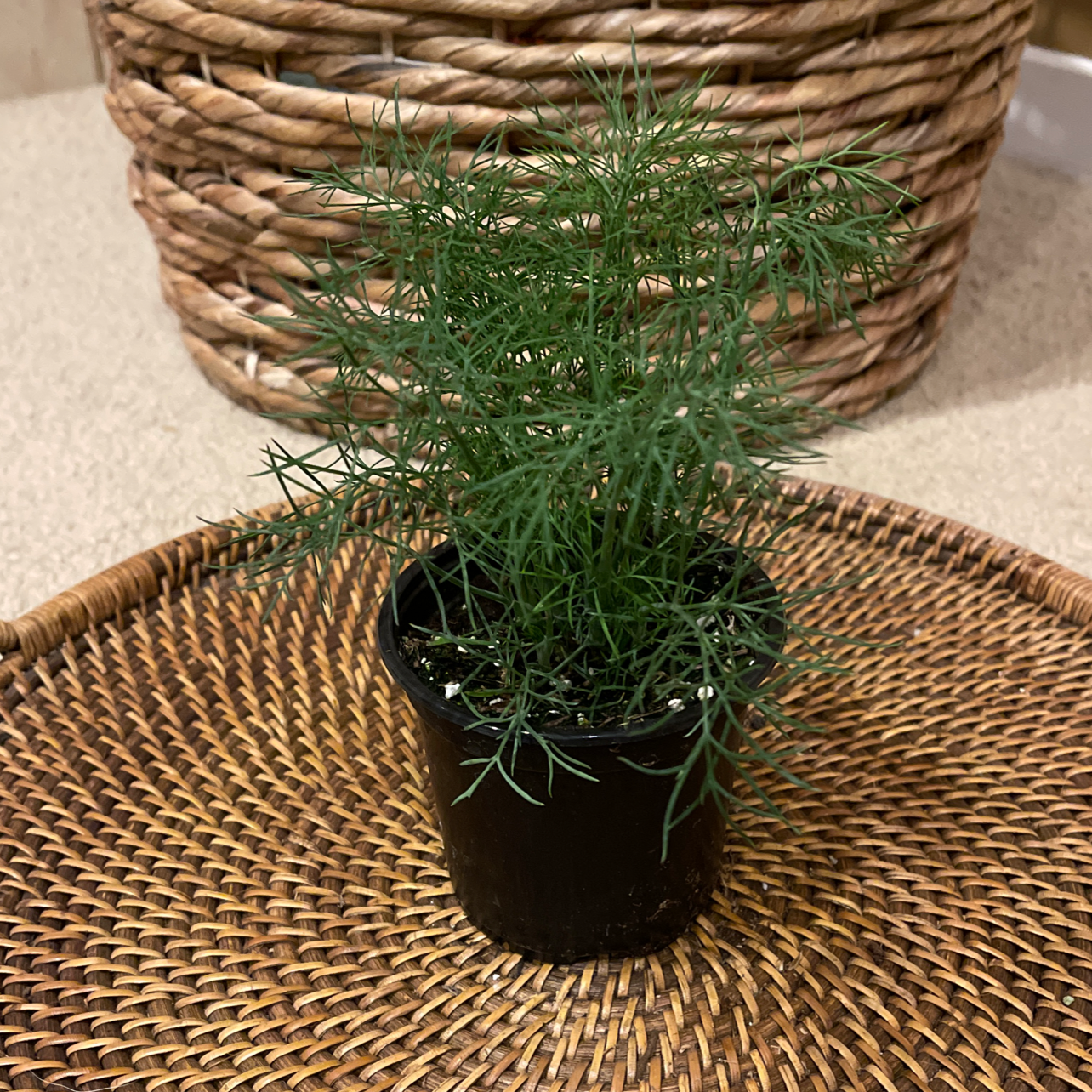 A healthy Dill plant in a small black pot on a woven mat.