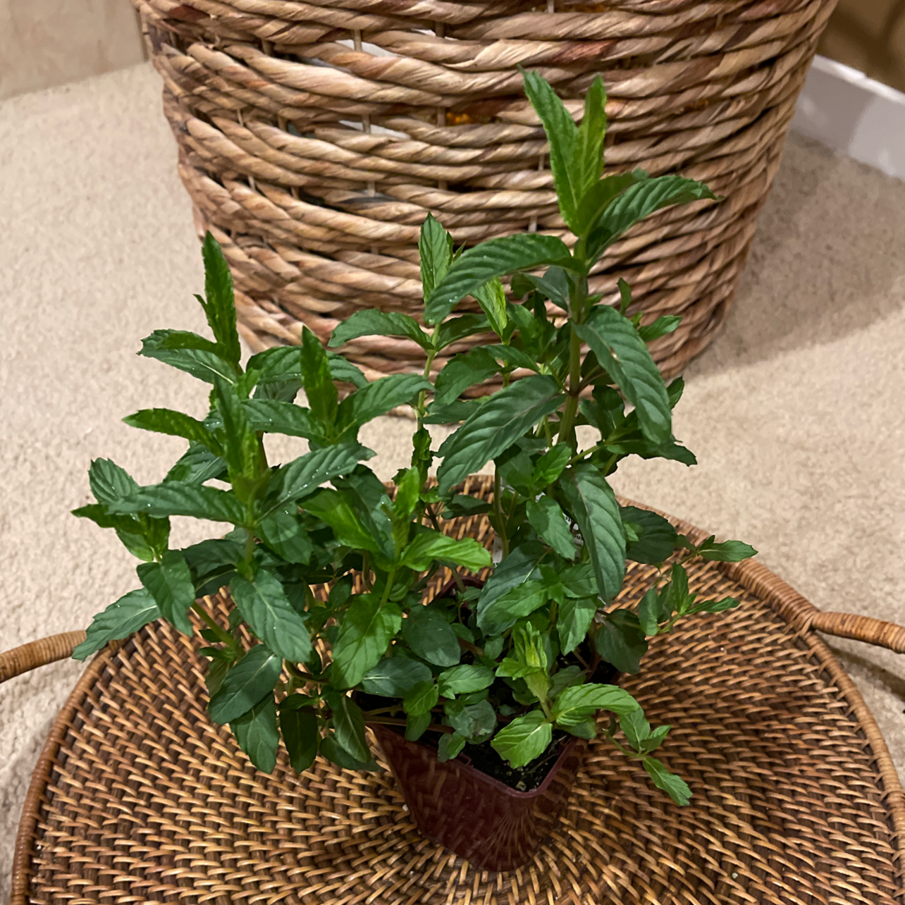 Healthy peppermint plant in a small pot on a woven mat.