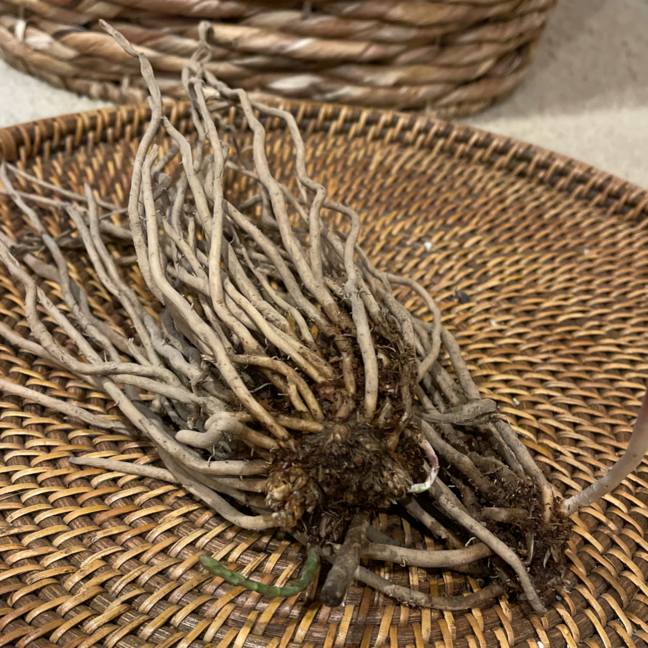 Photo of the plant species Garden Asparagus by @debra11 named Asparagus on Greg, the plant care app