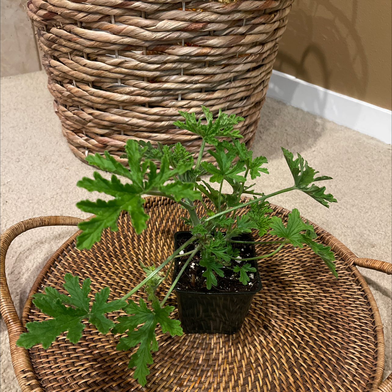 Sweet Scented Geranium plant in a small black pot on a wicker tray.