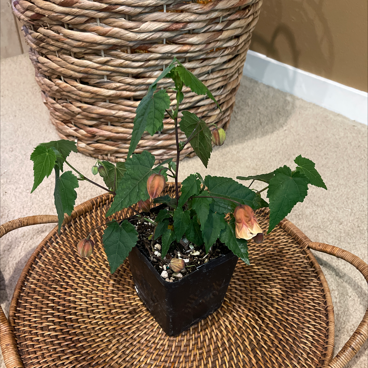 Potted Abutilon Pictum plant with green leaves and some browning flowers on a woven tray.