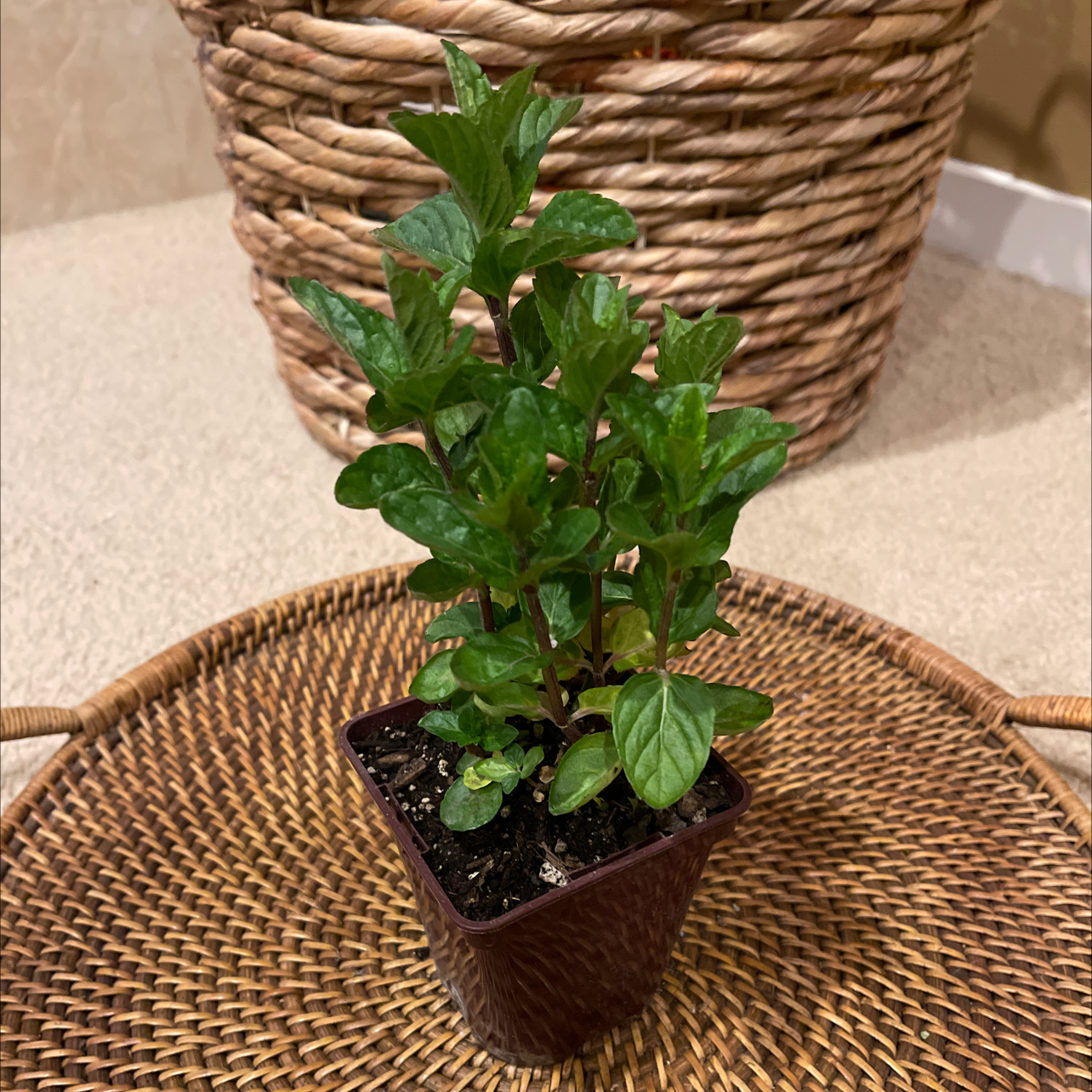 Photo of the plant species Peppermint by @debra11 named French Peppermint on Greg, the plant care app